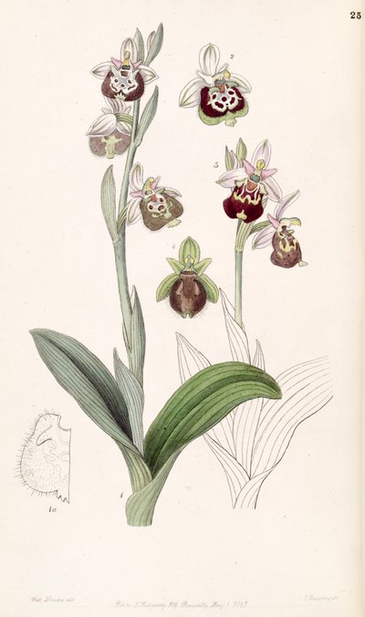 Ophrys fuciflora o Ophrys holoserica da Miss Drake